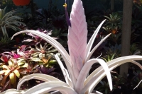 Tillandsia-Chiapensis