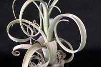 Tillandsia-Curly-Slim