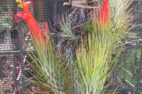 Tillandsia-Funckiana