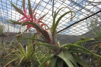 Tillandsia-Streptophylla