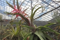 Tillandsia-Streptophylla