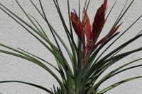 Tillandsia-Tricoloe-v-mel