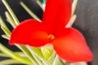 Tillandsia-albertiana