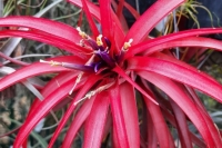 Tillandsia-brachycaulos