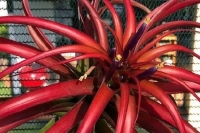 Tillandsia-brachycaulos_a