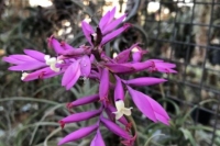 Tillandsia-cacticola-compact