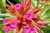 Tillandsia-geminiflora