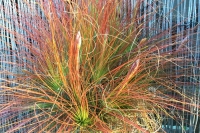 Tillandsia-juncea