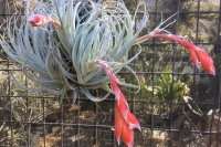 Tillandsia-recurvifolia-var.-subsecundifolia