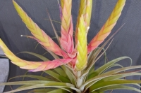 Tillandsia-rhomboidea-x-streptophylla