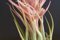 Tillandsia-seleriana