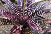 Vriesea-‘Purple-Peacock