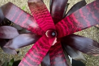 Vriesea-Hawaiian-Ruby-x-Godzilla