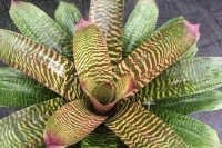 Vriesea-Midori-Rose