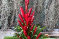 Vrieslandia-Spiralling-Flame