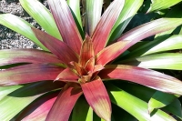 Vrieslandsia-Twin-Brother