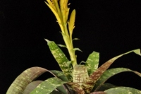 image11